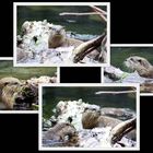 ...OTTER - LEBEN.....2