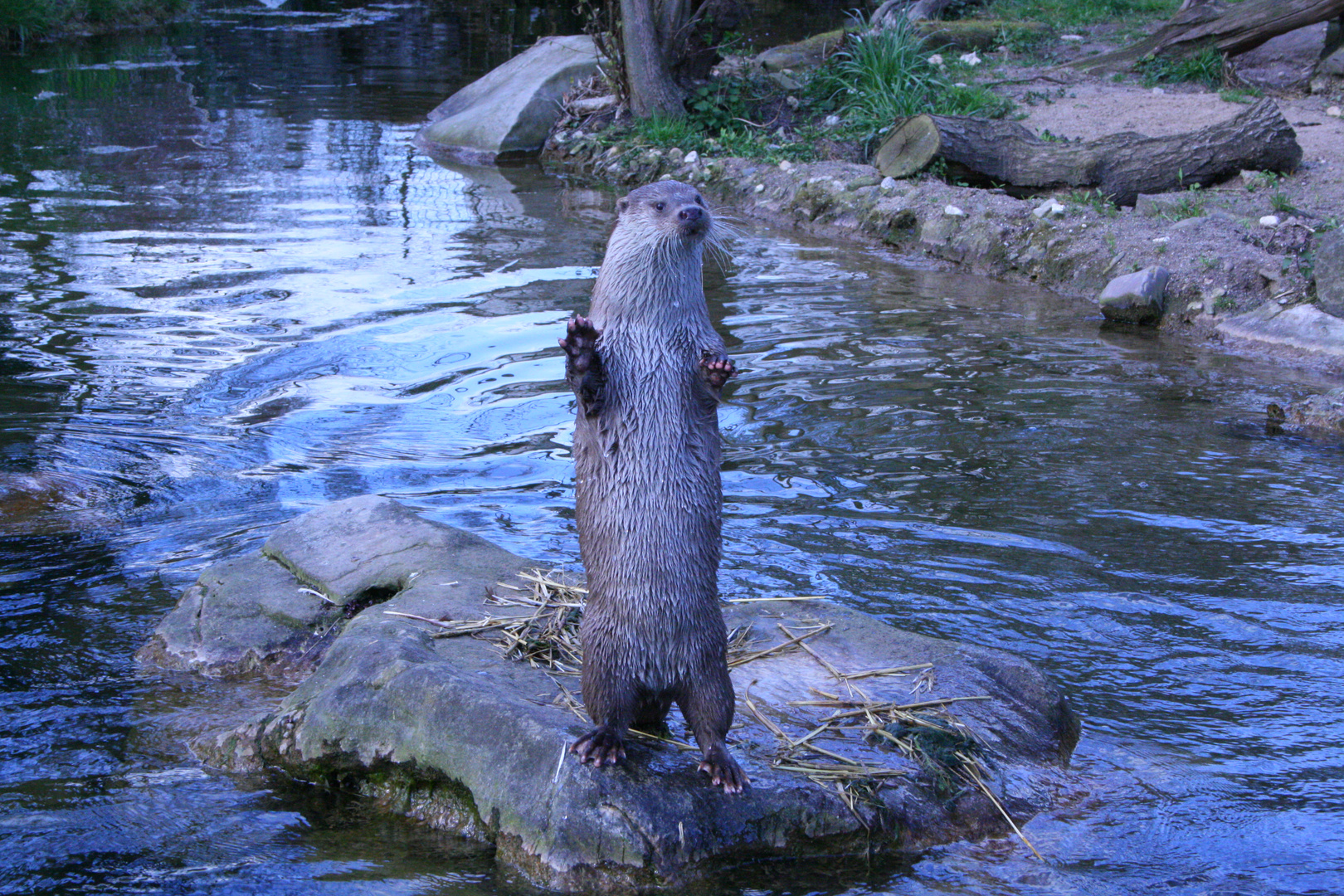 Otter macht männchen ;)