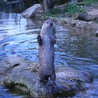 Otter macht männchen ;)