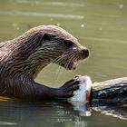 Otter-Mahlzeit