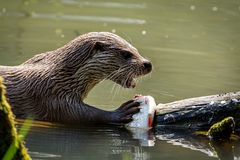 Otter-Mahlzeit