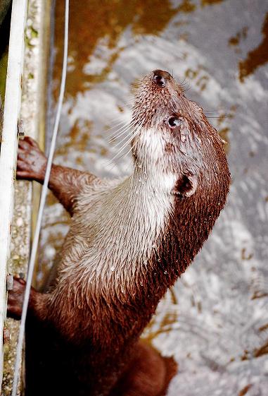 Otter mal senkrecht