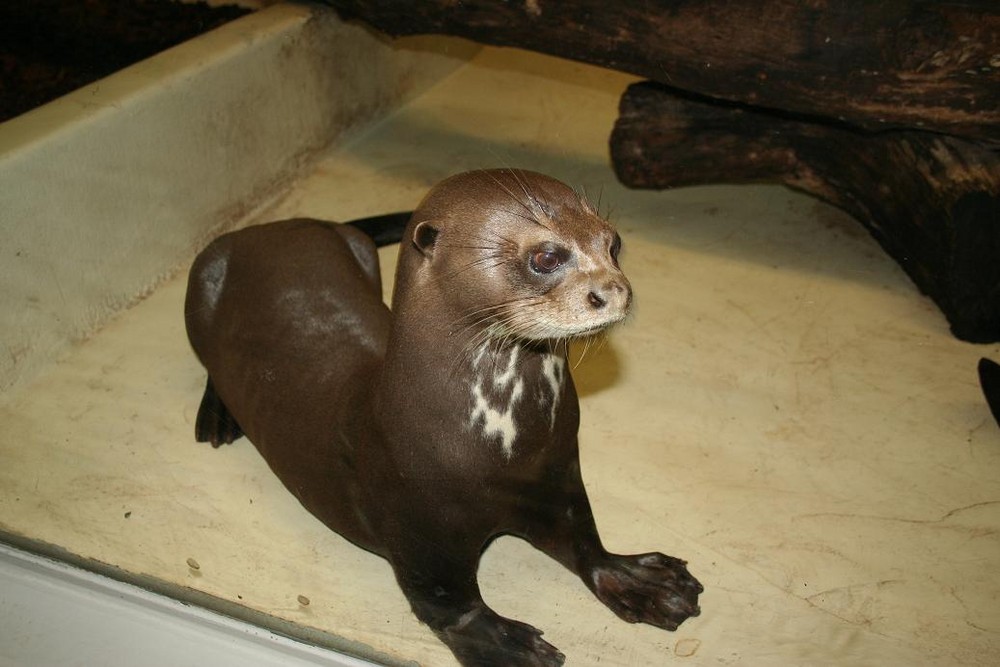 Otter Mama