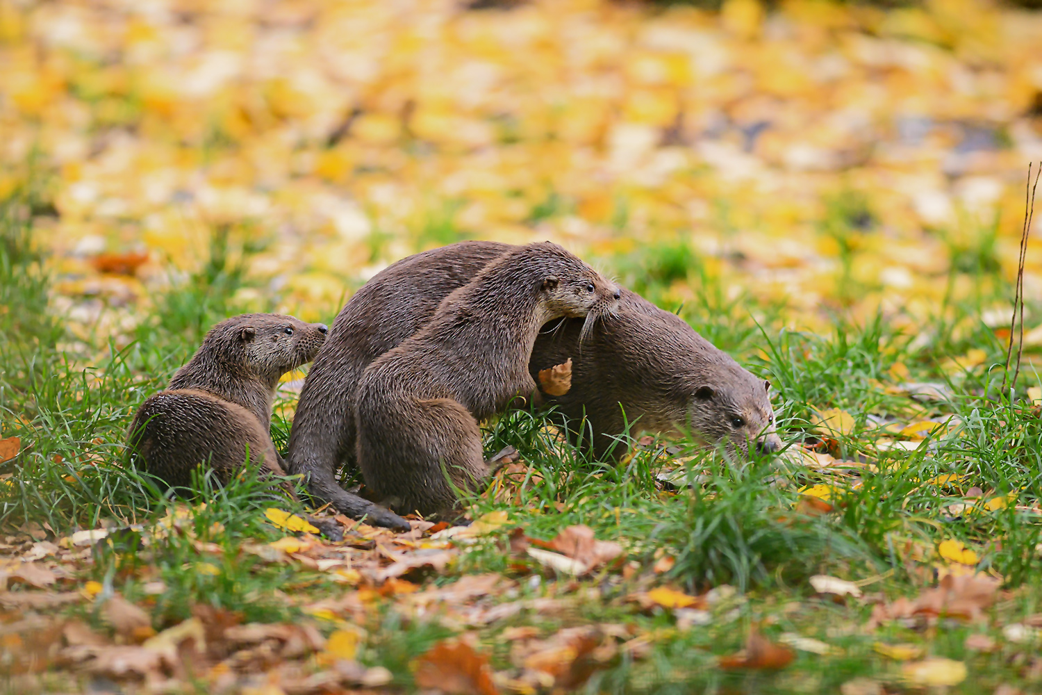 Otter mit Jungtieren