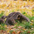 Otter mit Jungtieren