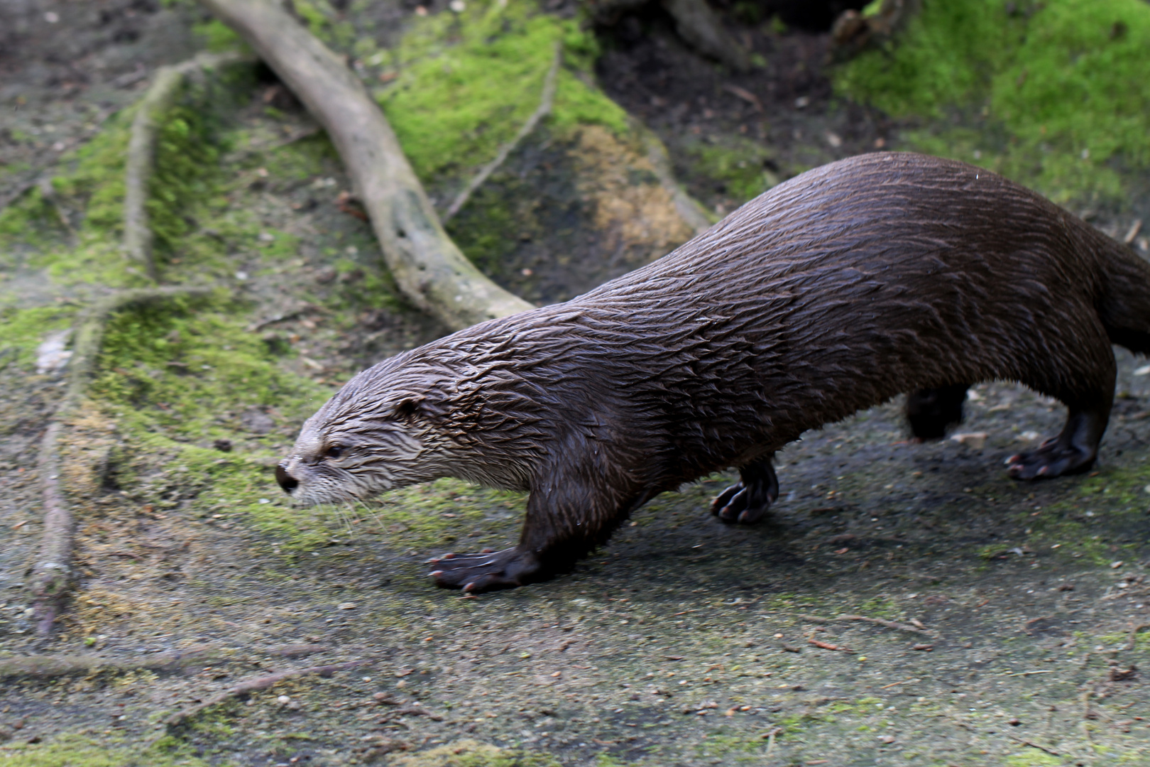 Otter, nicht ganz scharf