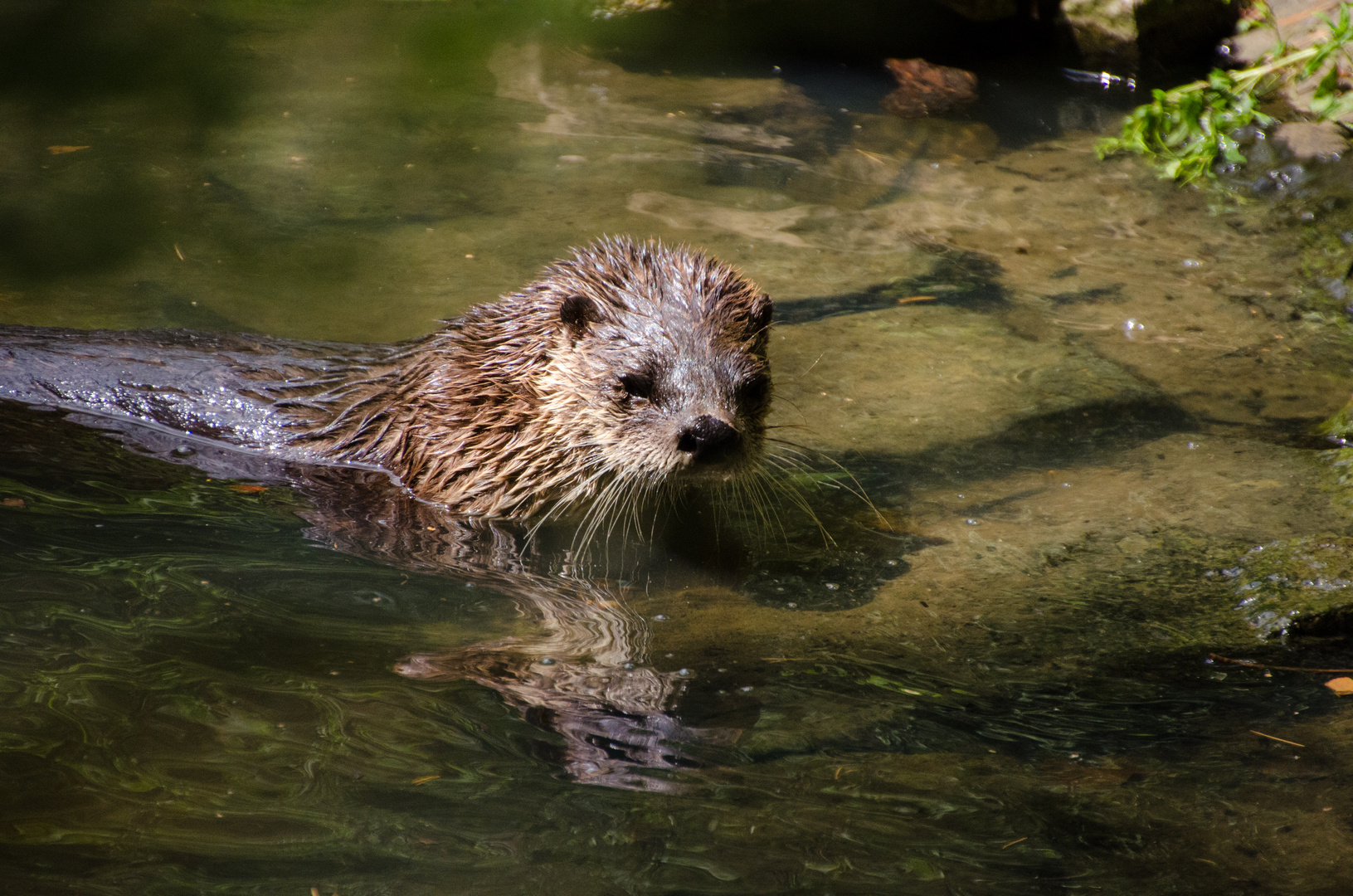 Otter nimmt ein Sonnenbad