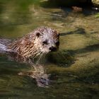 Otter nimmt ein Sonnenbad