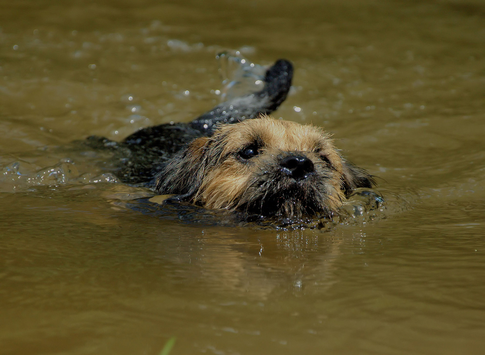 ...otter - oder - doch nicht...