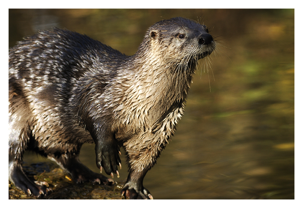 Otter oder Ottsie