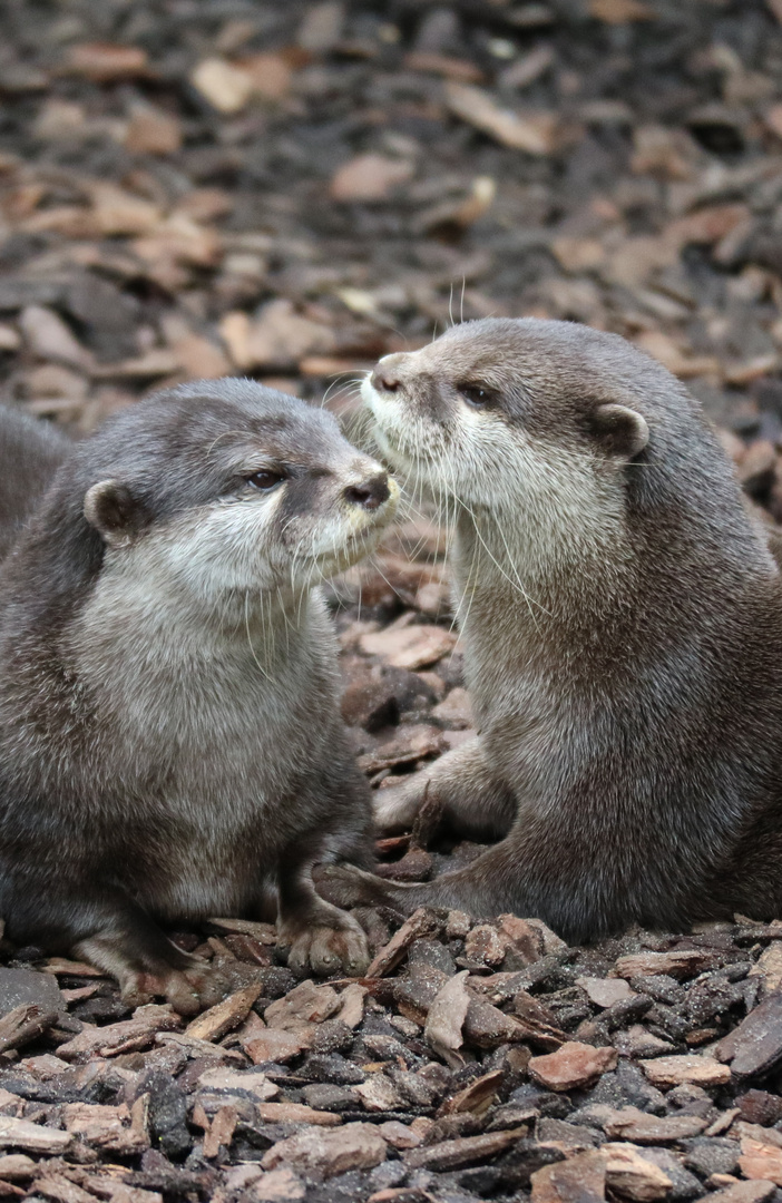 Otter - Pärchen