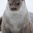 Otter-Portrait