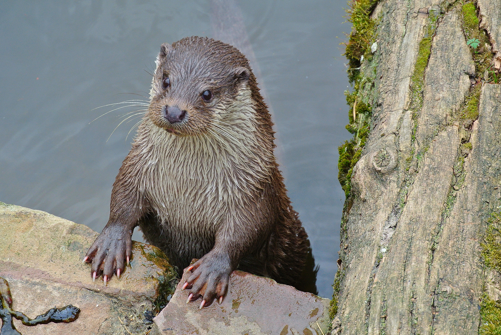 Otter "Rainer"