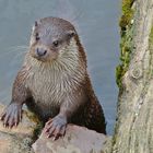 Otter "Rainer"