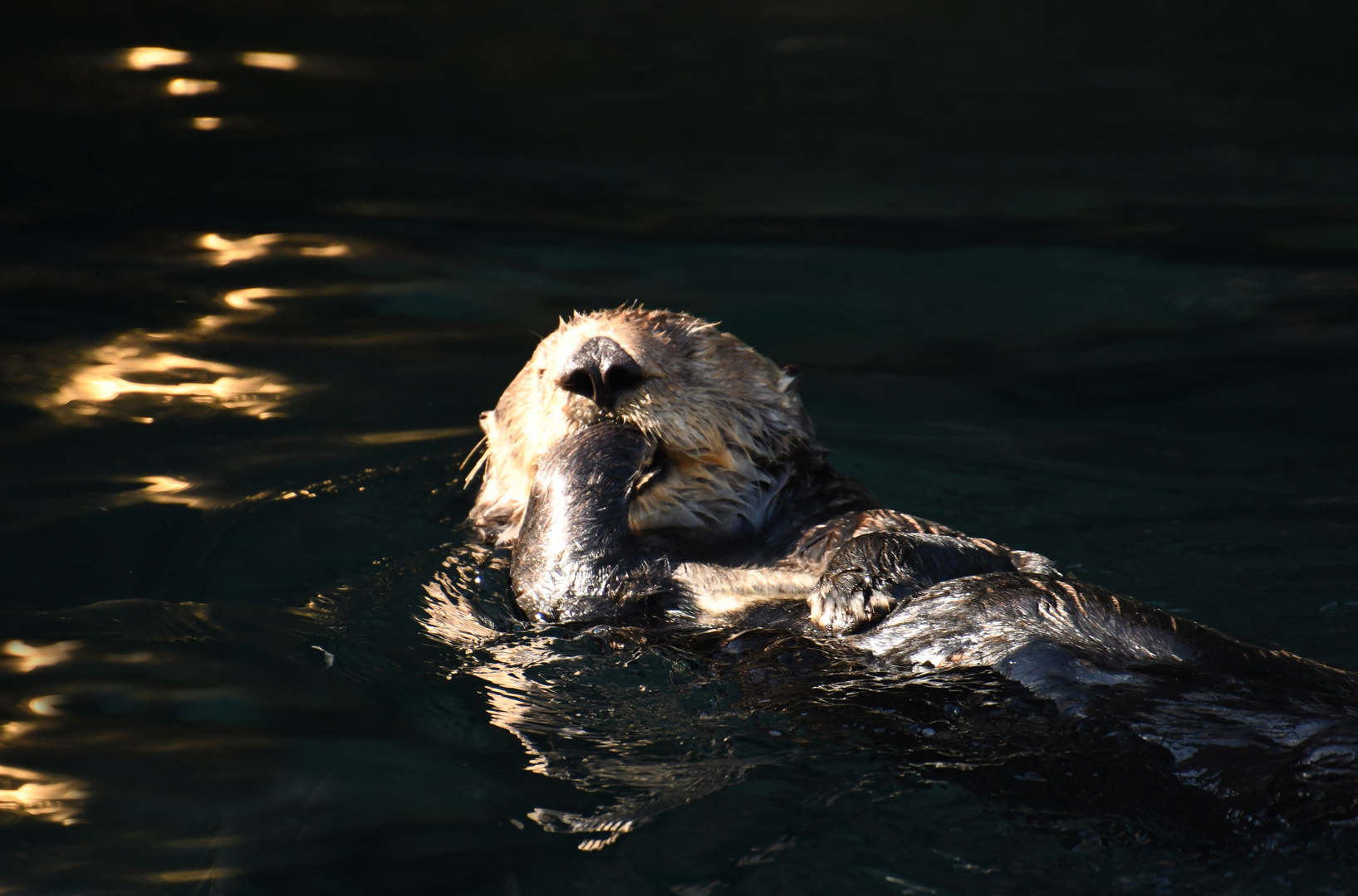 Otter relaxed