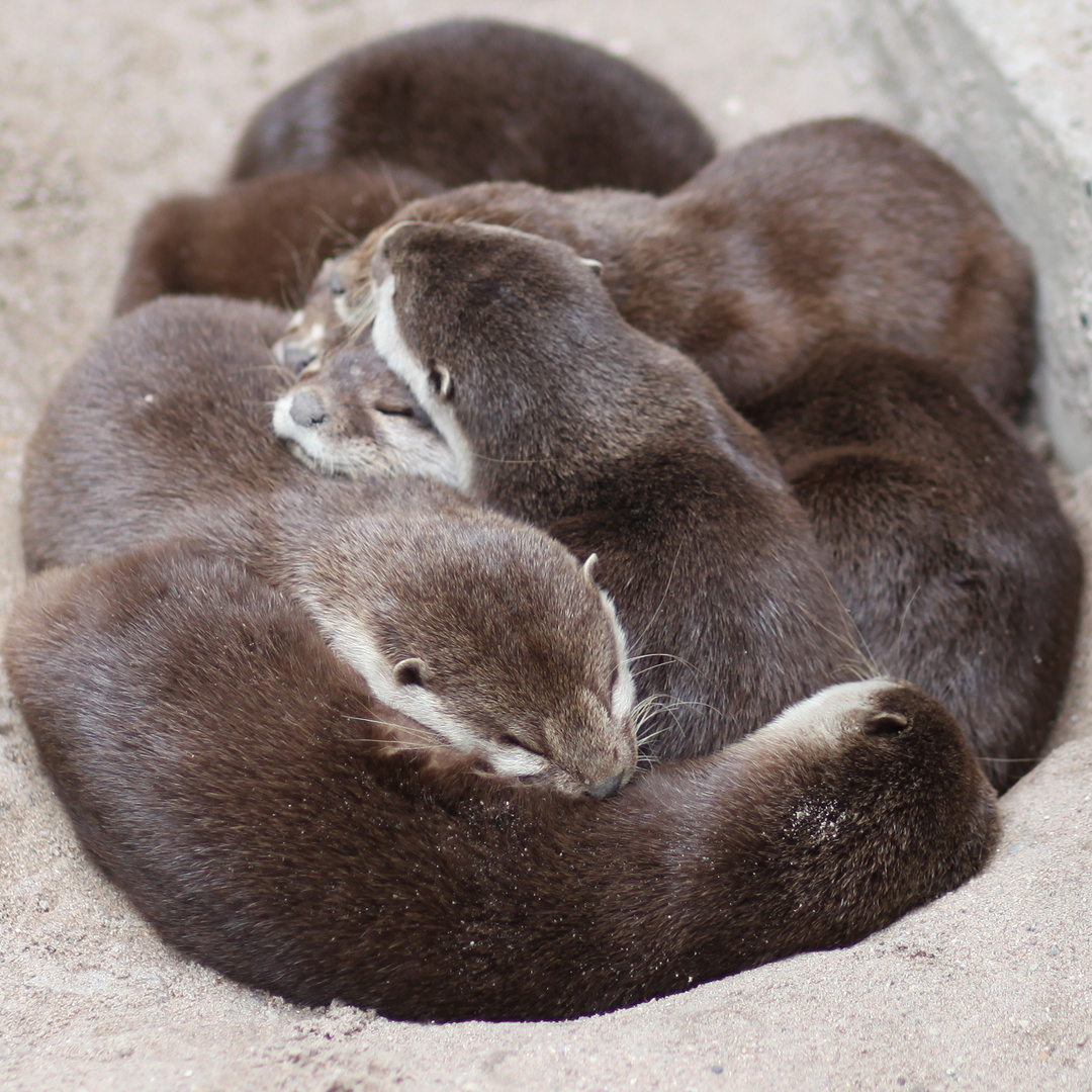 Otter Siesta