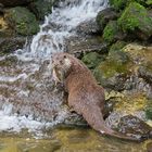 Otter, Tierpark Lohberg, Bayerischer Wald
