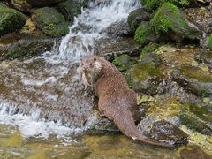 Otter, Tierpark Lohberg, Bayerischer Wald