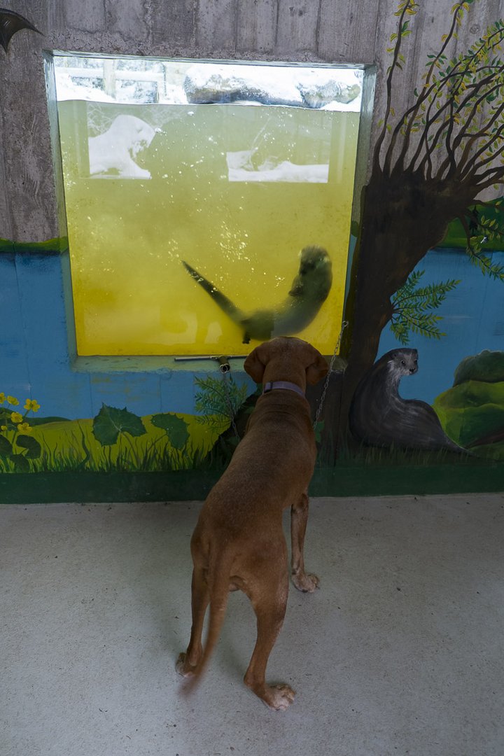 Otter und Hund - die Wand noch so bunt!