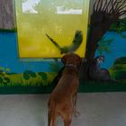 Otter und Hund - die Wand noch so bunt!