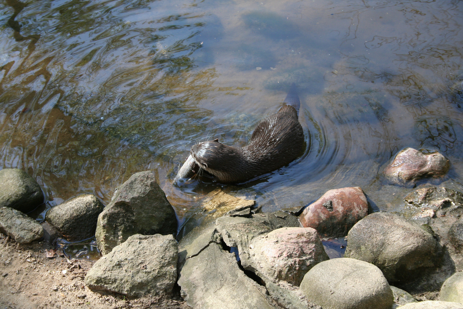 Otter und Steine