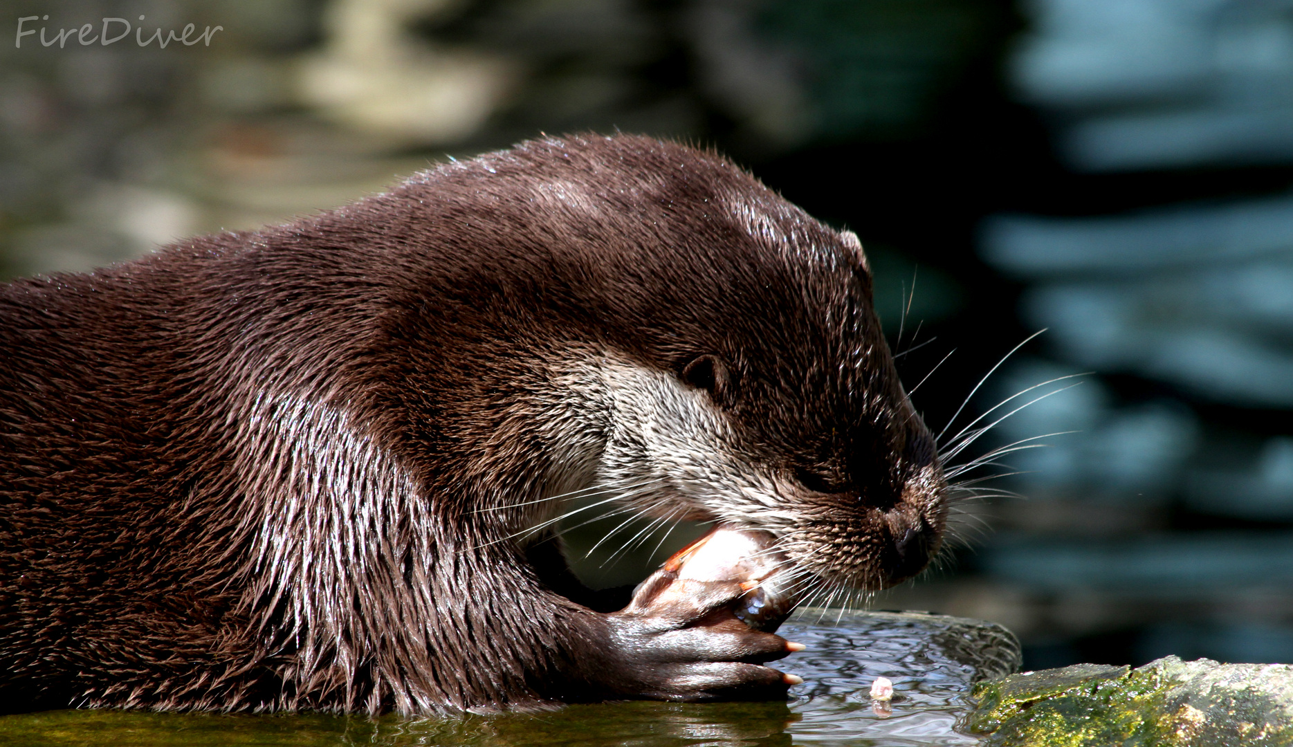 Otter verspeist Fisch