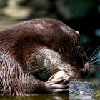 Otter verspeist Fisch