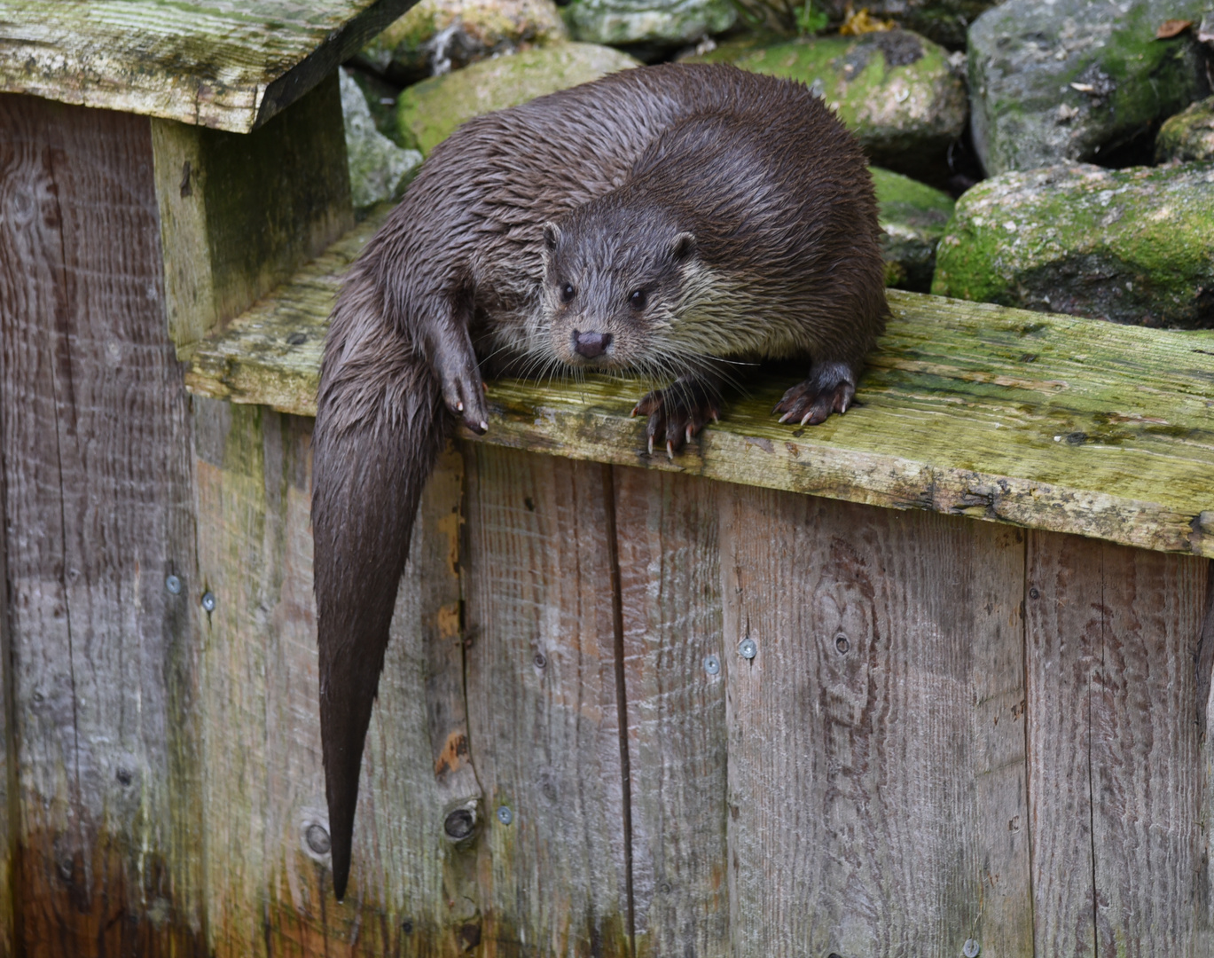 Otter wartet auf Futter