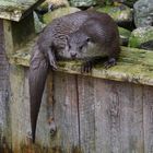 Otter wartet auf Futter