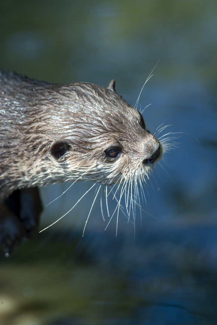 Otter was - Portrait mit Otter