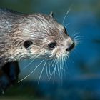 Otter was - Portrait mit Otter