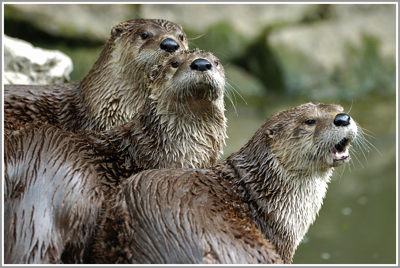 Otter, Wildpark Bad Mergentheim