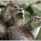 Otter, Wildpark Bad Mergentheim