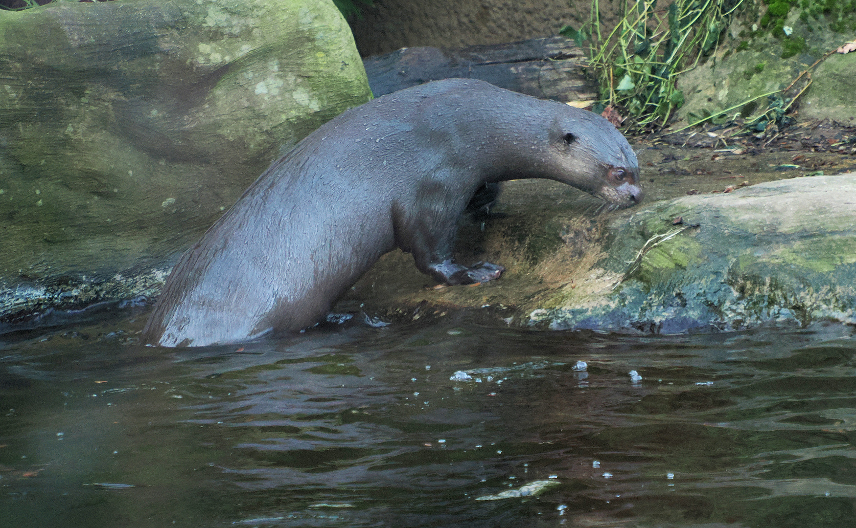 Otter will an Land …