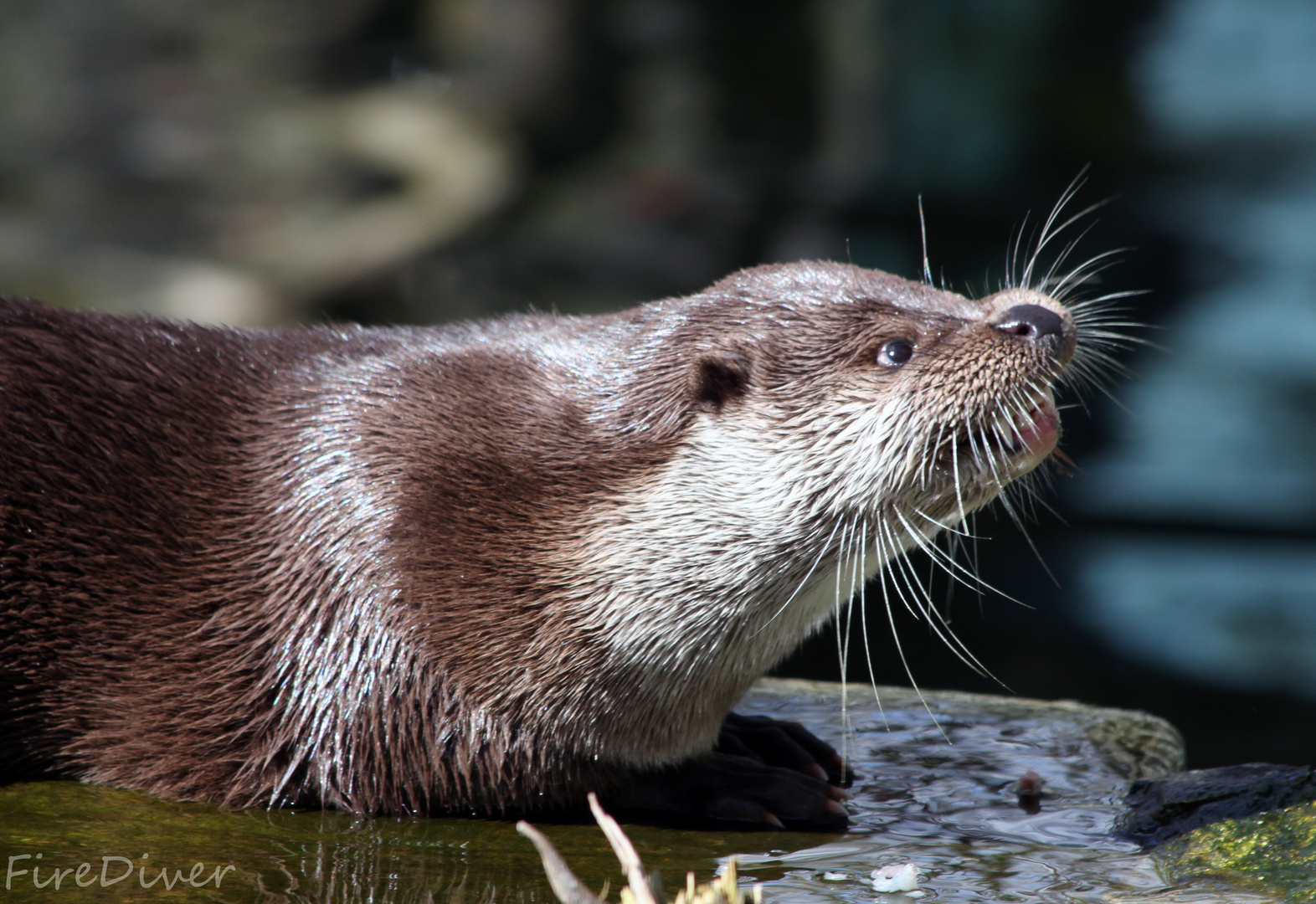 Otter zeigt Zähne