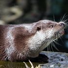 Otter zeigt Zähne