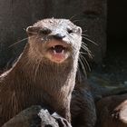 Otter, Zoo Wptl.