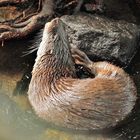 Otter_2