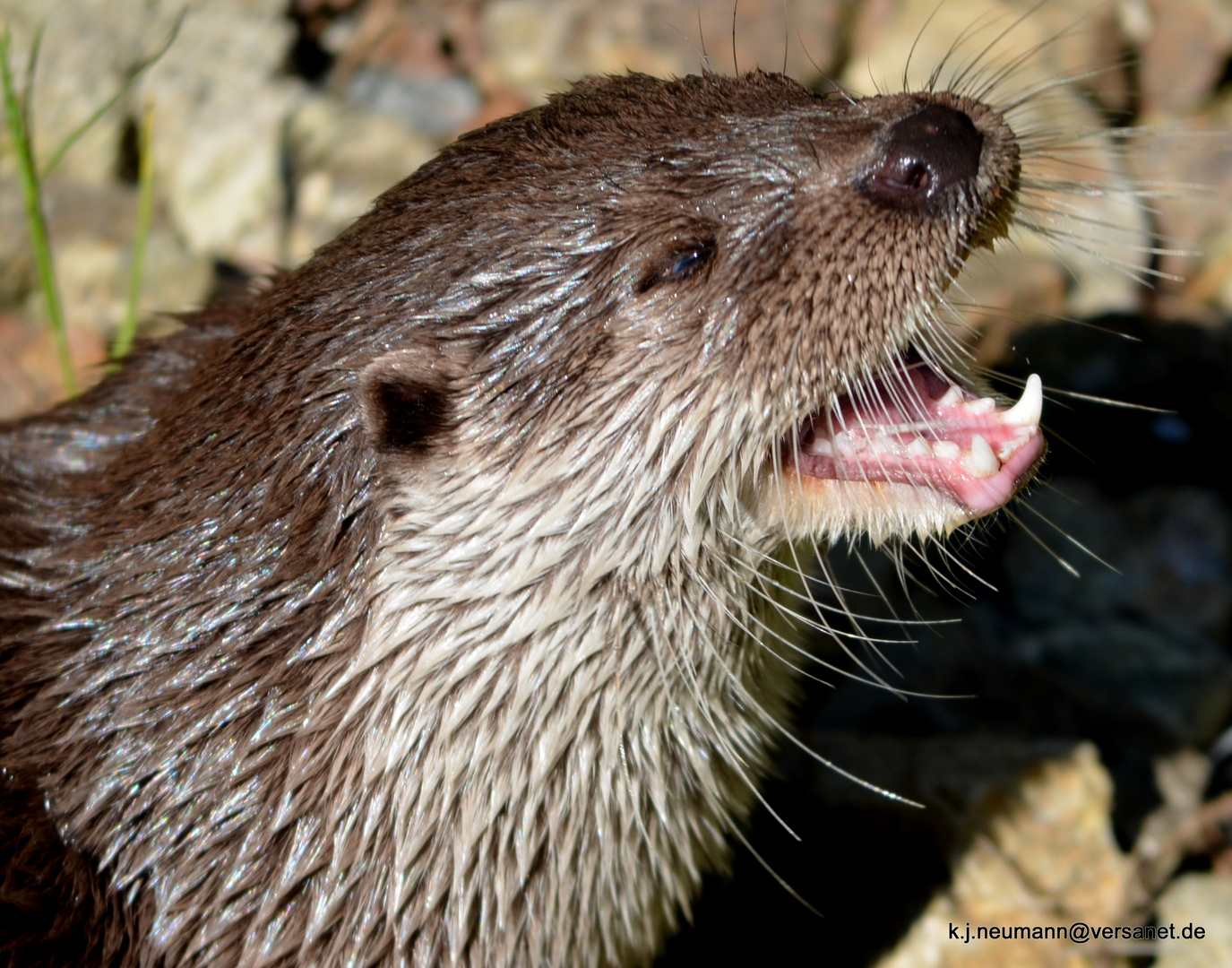 Otter2