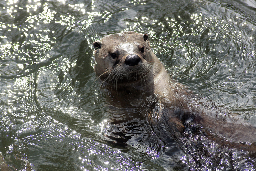 Otteralarm