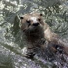 Otteralarm