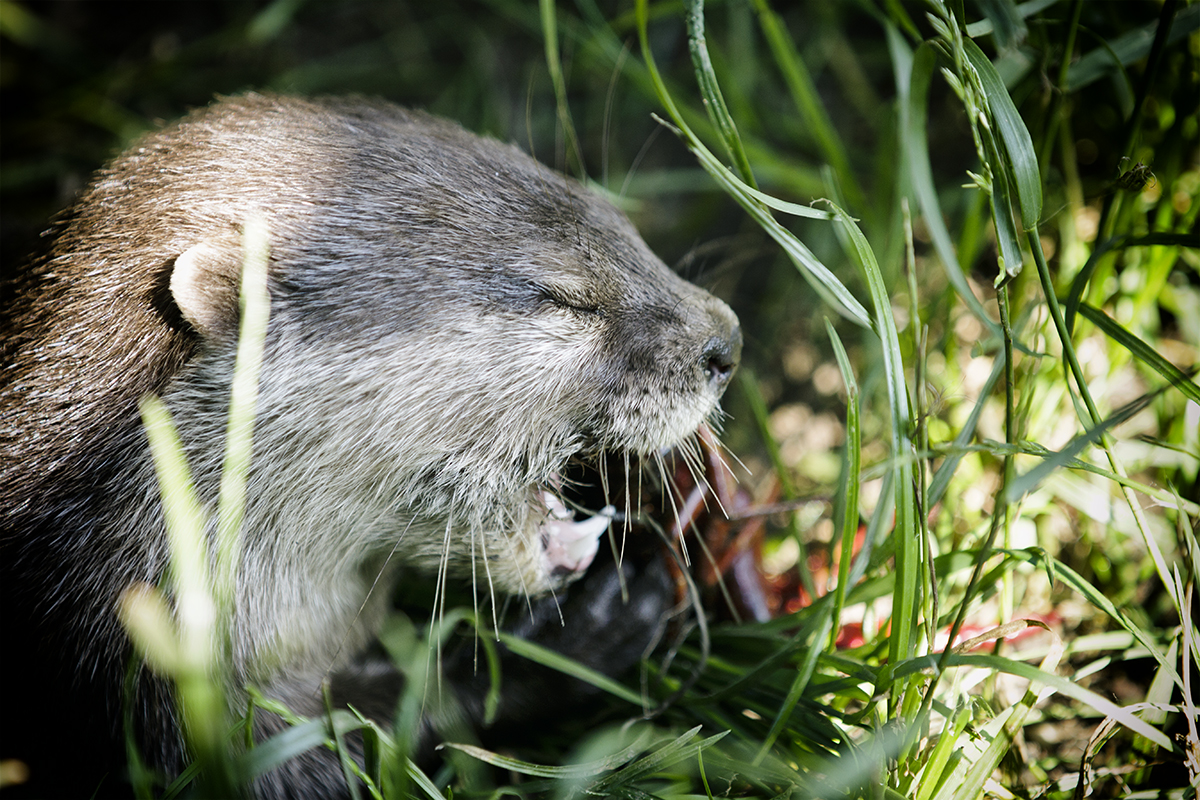 Otteralarm