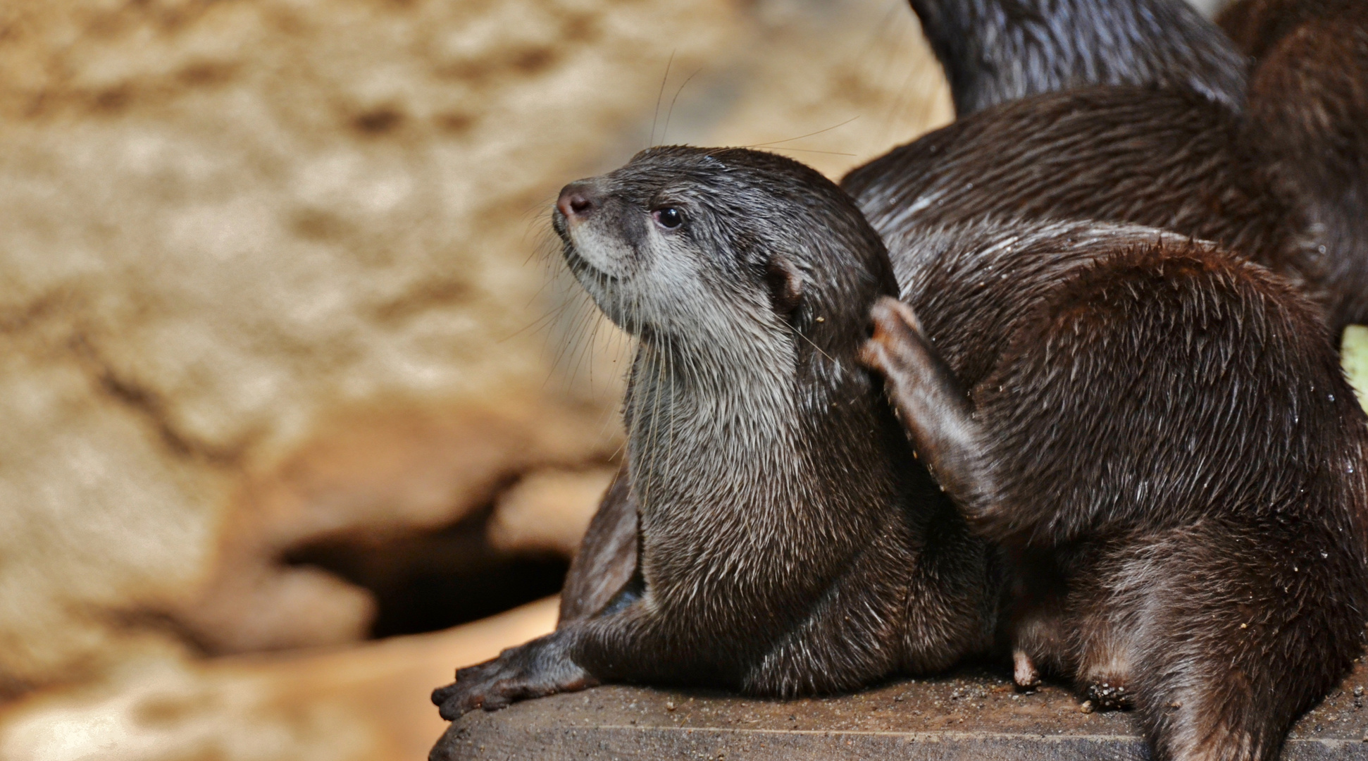 Otterbaby