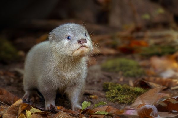 Otterbaby