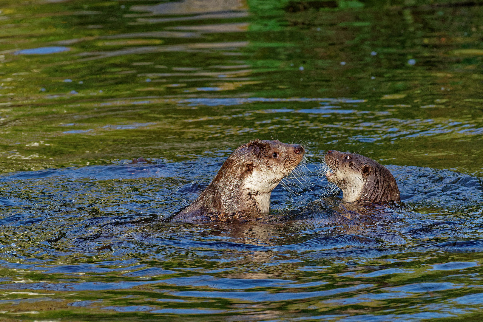 Otterbande,  Fischotter  ZOO Krefeld