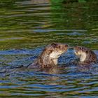 Otterbande,  Fischotter  ZOO Krefeld