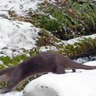 Otterblitz