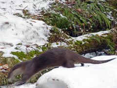 Otterblitz