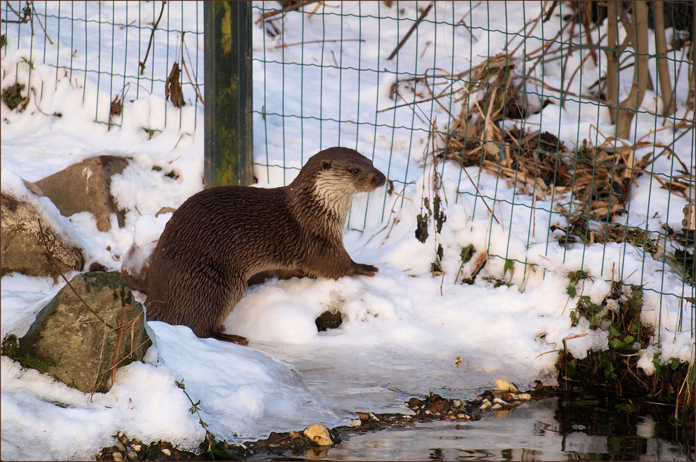 Otterchen....