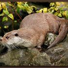 Otter....der II.